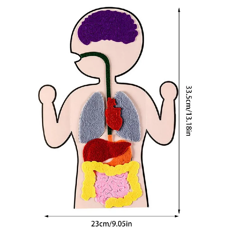 Hand - Sanded Wooden Educational Toys for Safe Exploration by PreschoolersFelt & cardboard DIY Human Anatomy Organs  Parts of the Digestive System / PArts of the Body