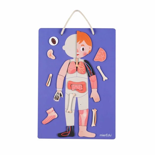 Hand - Painted Wooden Educational Toys in a Historical and Cultural ThemeMagnetic Pad Human Anatomy